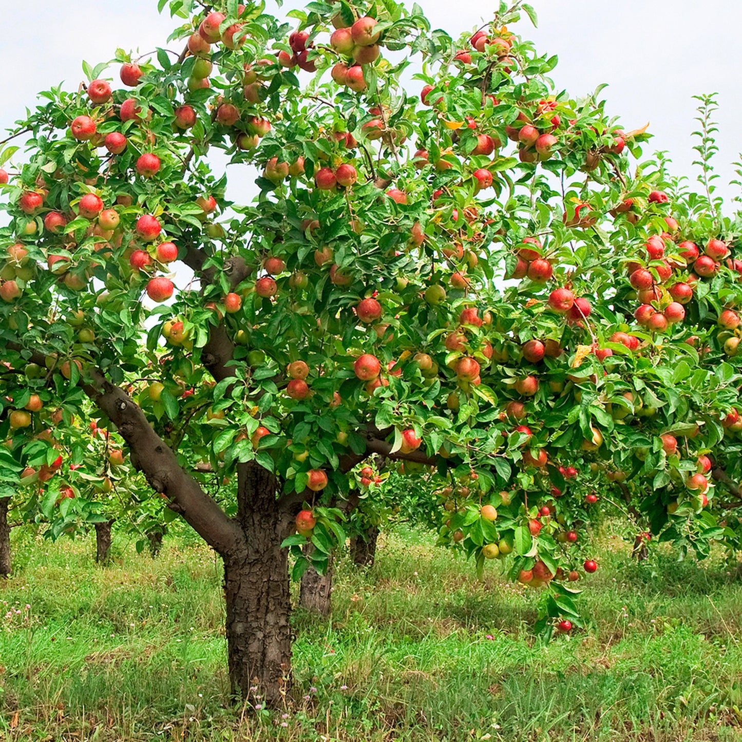 Apple Braeburn (MM106, 7.5L, 4-5ft)