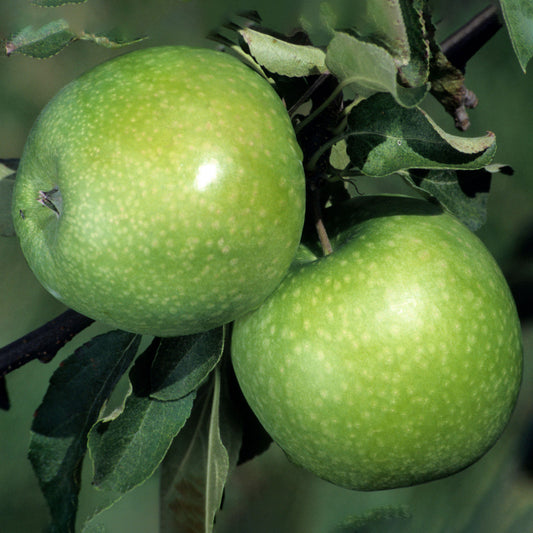 Apple Granny Smith (MM106, 7.5L, 4-5ft)