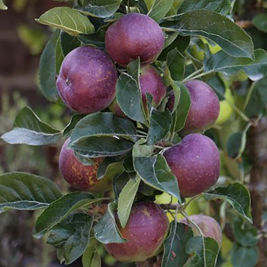 Apple Blue Moon (Starline, 12L)