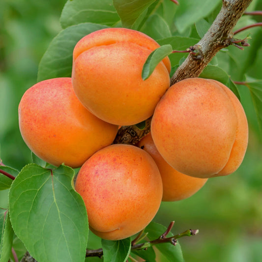 Apricot (MM106, 7.5L, 4-5ft)