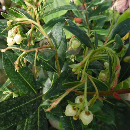 Arbutus Atlantic (9cm)