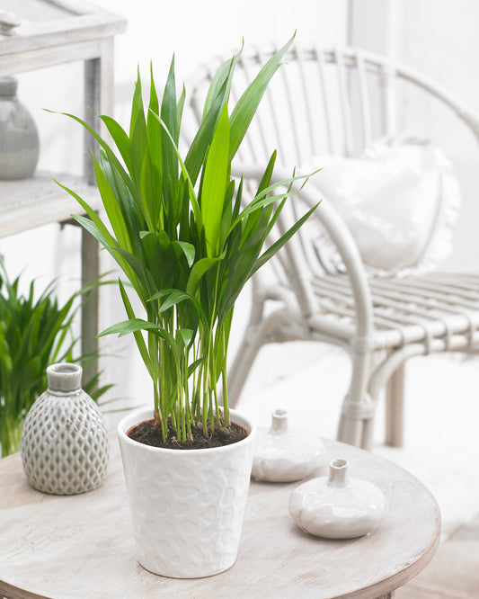 Areca Palm (13cm, V1)