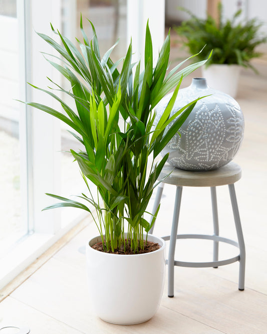 Areca Palm (13cm, V2)