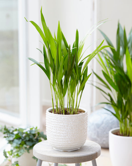 Areca Palm (13cm, V3)