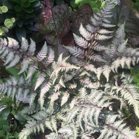 Athyrium Red Beauty (9cm)