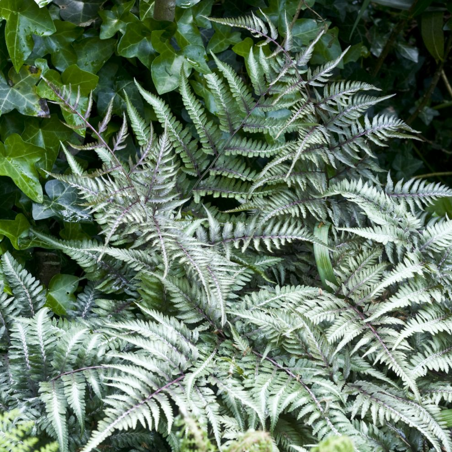 Athyrium Metallicum (11cm)