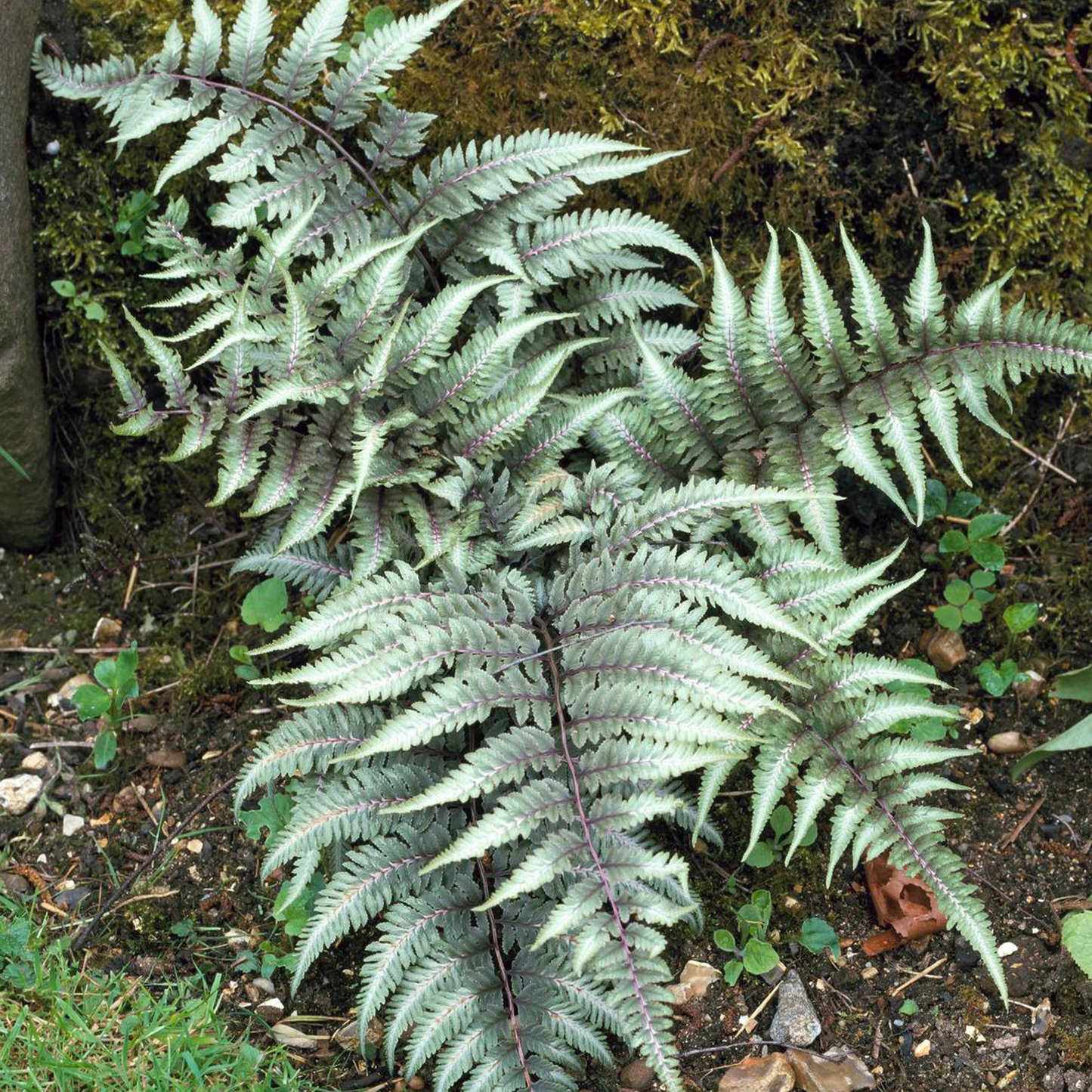 Athyrium Metallicum (11cm)