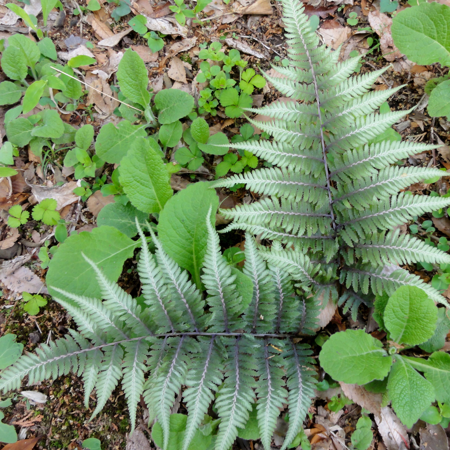 Athyrium Metallicum (11cm)