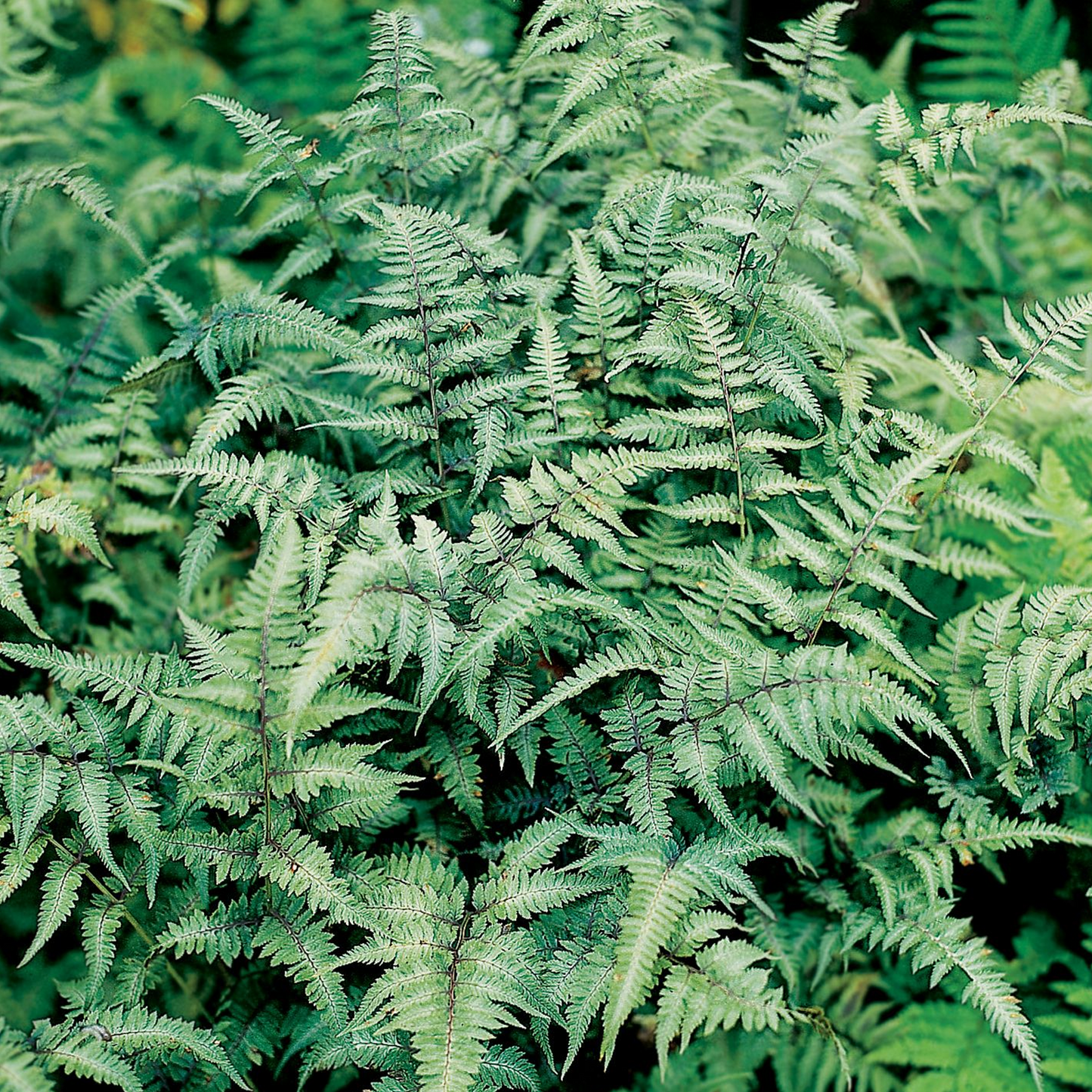 Athyrium Metallicum (11cm)