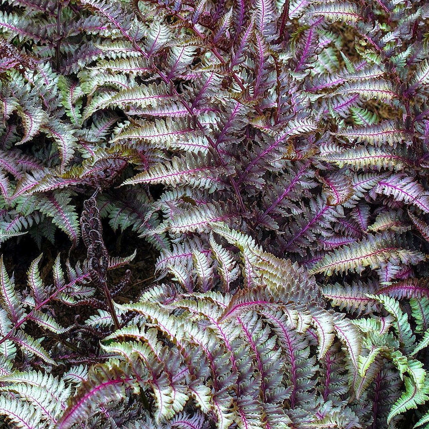 Athyrium Metallicum (11cm)