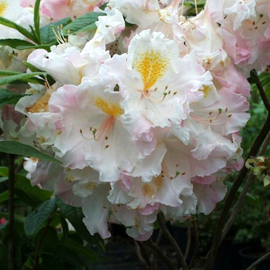 Azalea Arctic Flush (9cm)