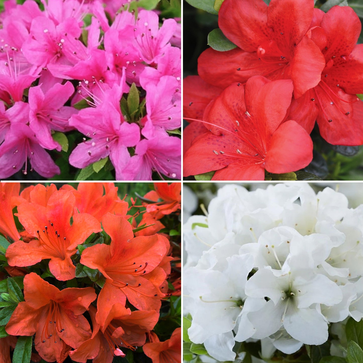 Azalea Collection (9cm, Pack of 4)