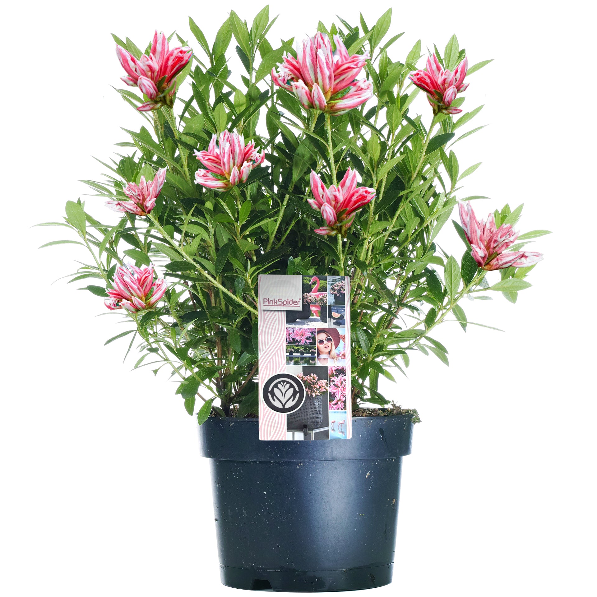 azalea pink spider plant Azalea Pink Spider (2L) – 247plants