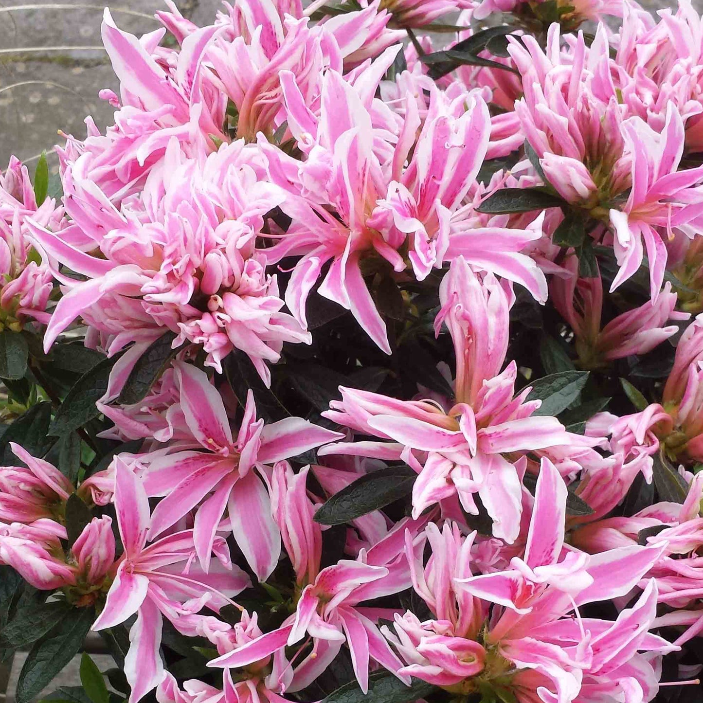 Azalea Pink Spider (2L)