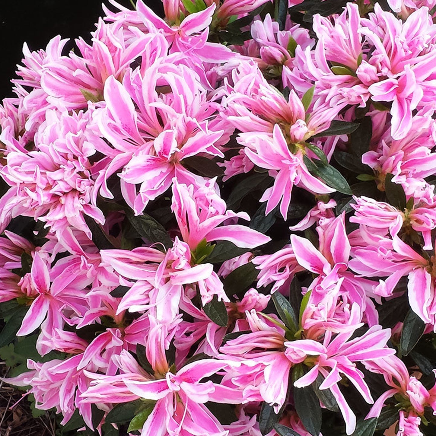 Azalea Pink Spider (2L)