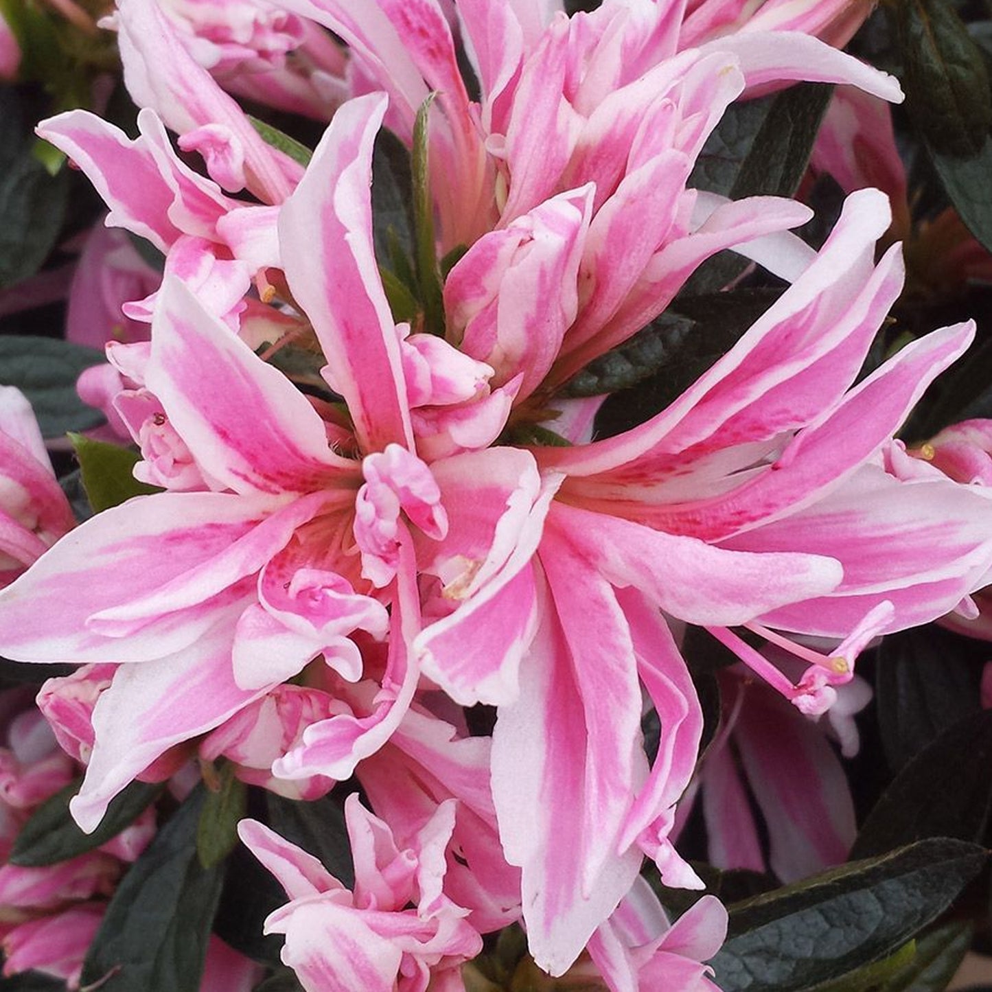 Azalea Pink Spider (2L)