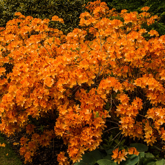 Azalea Orange (2L)