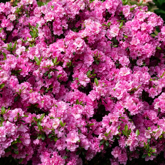 Azalea Pink (2L)