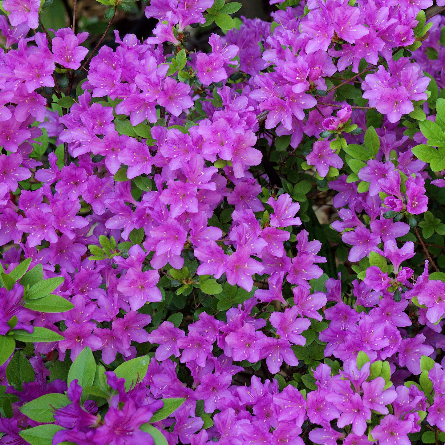 Azalea Purple (2L)