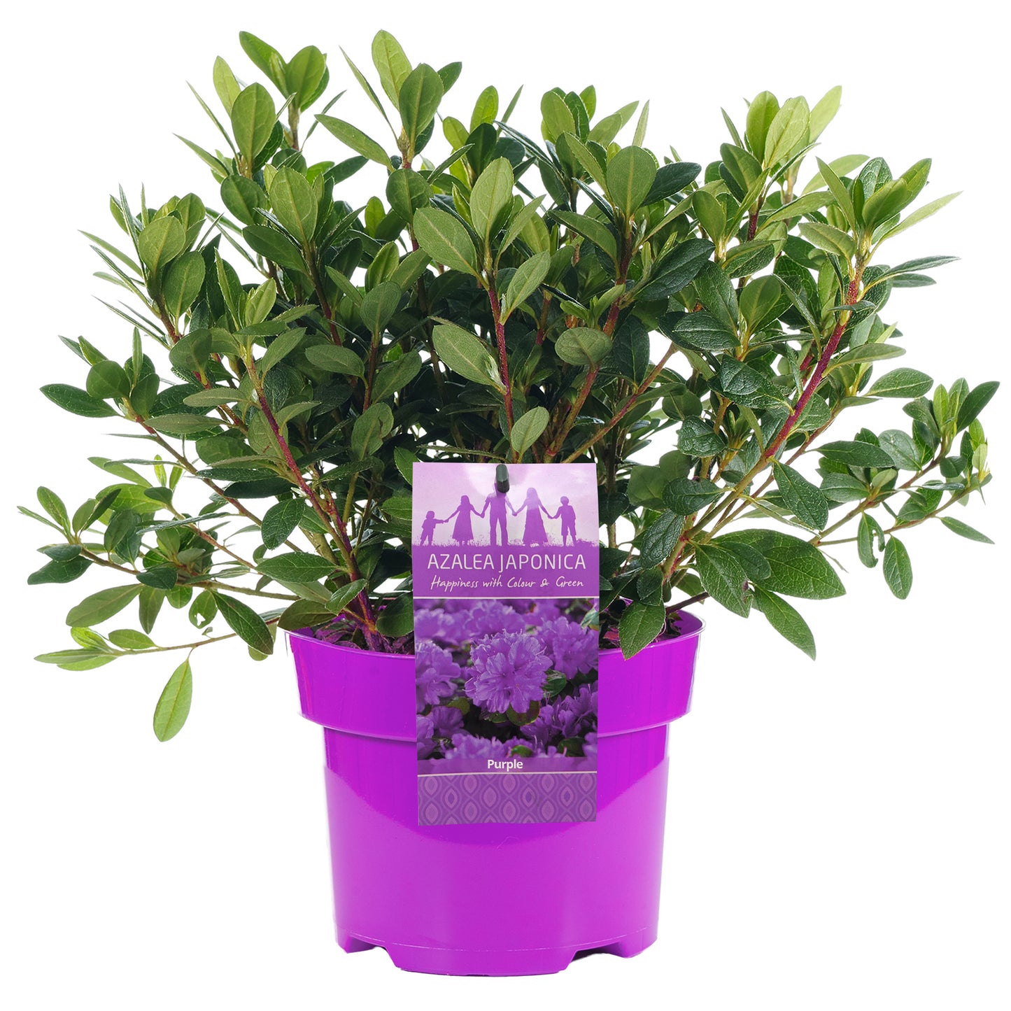 Azalea Purple (2L)