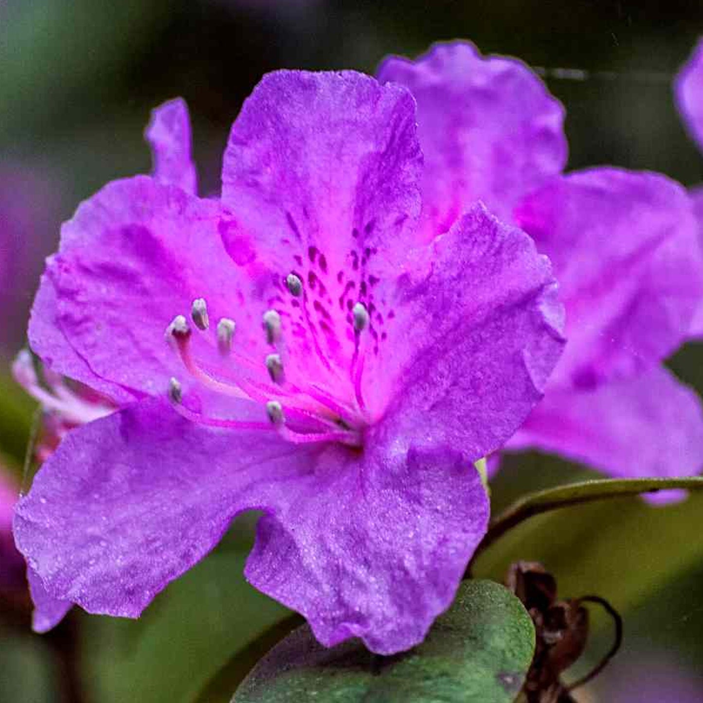 Azalea Purple (2L)