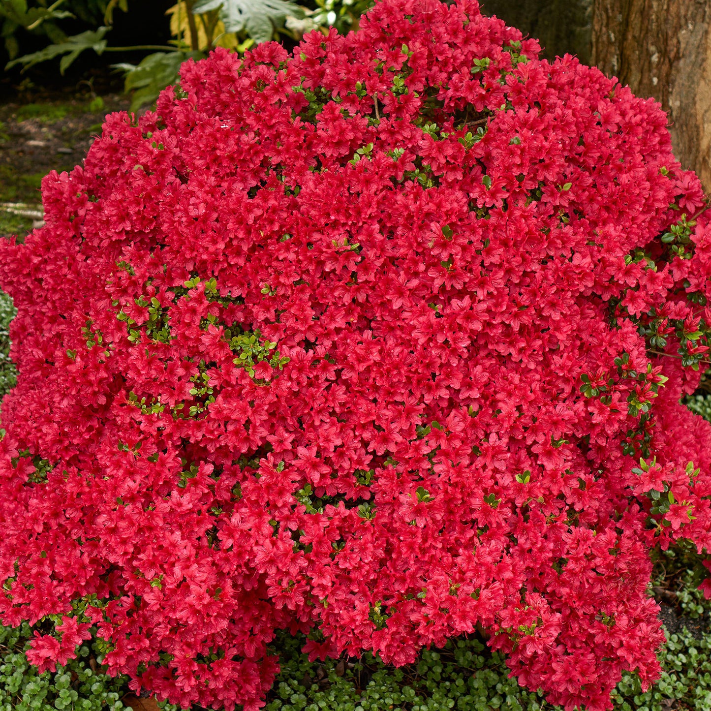 Azalea Red (2L)