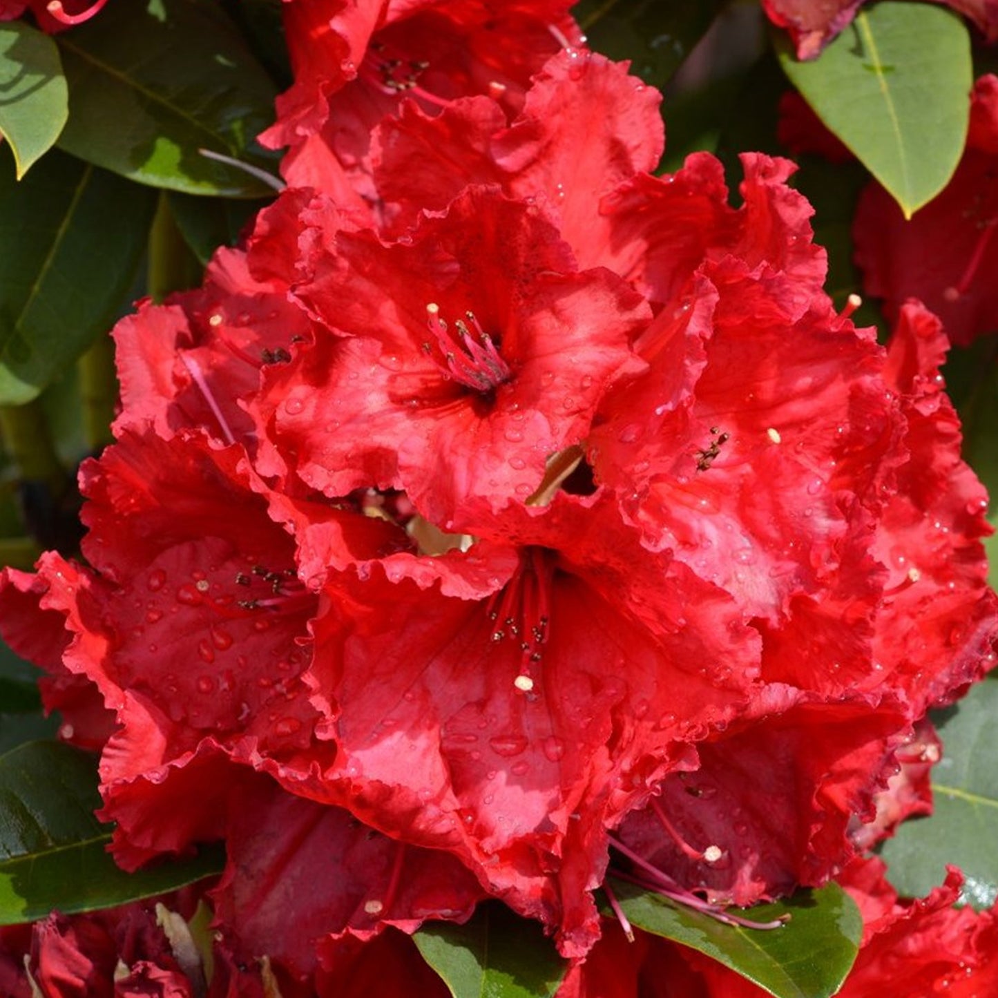 Azalea Red (2L)