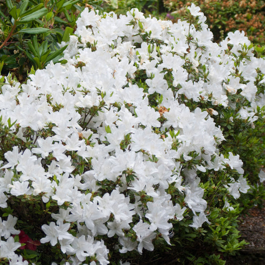 Azalea White (2L)