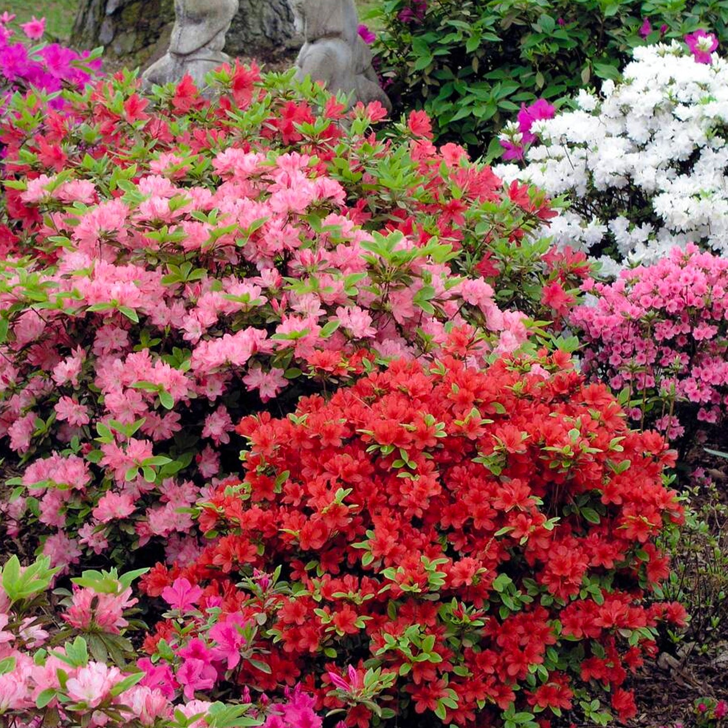 Azalea Collection (9cm, Pack of 4)