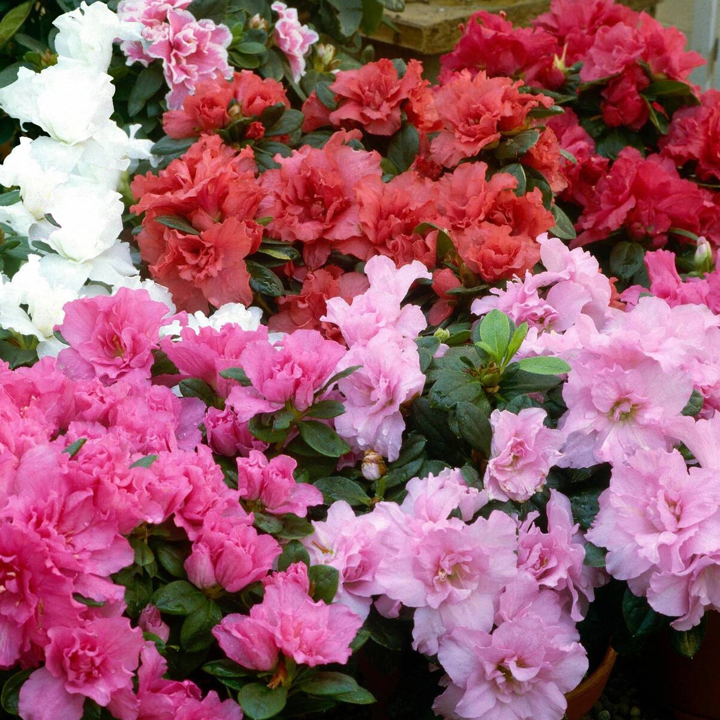 Azalea Collection (9cm, Pack of 4)