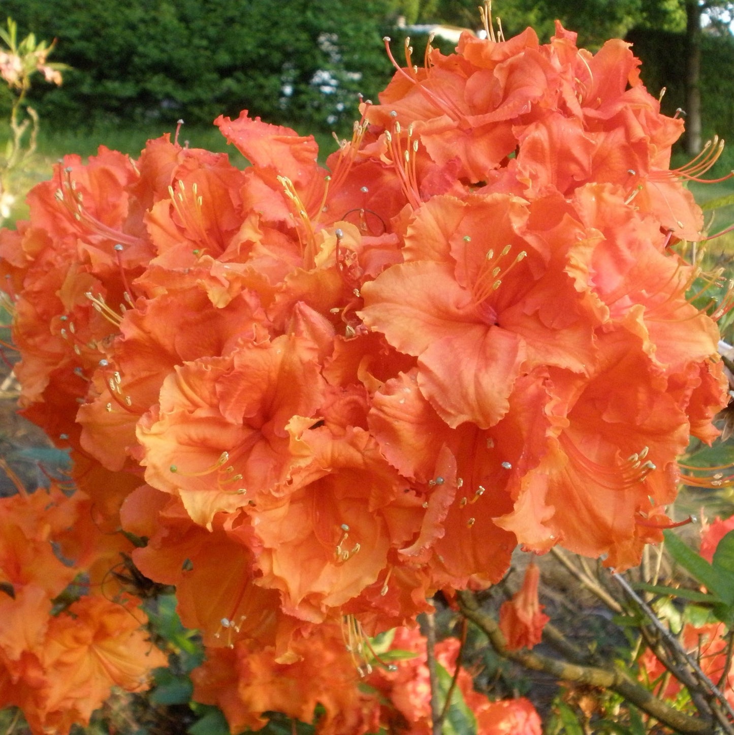 Azalea Orange (9cm, Pack of 2)