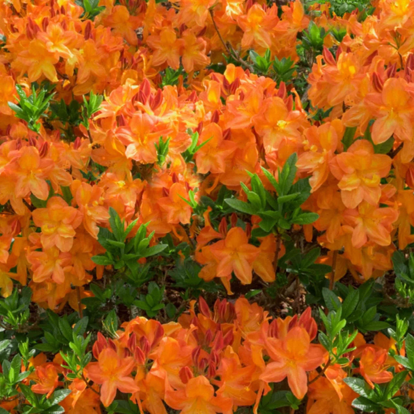 Azalea Orange (9cm, Pack of 2)