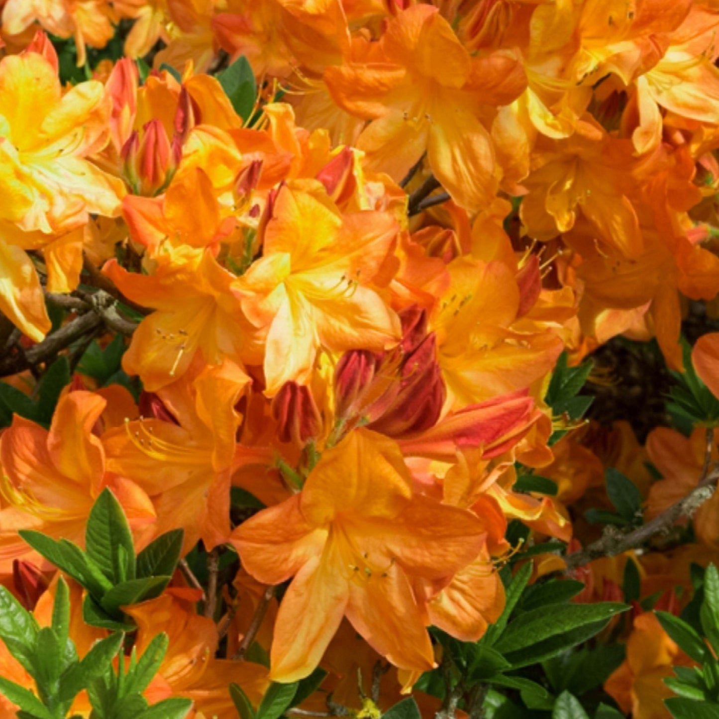 Azalea Orange (9cm, Pack of 2)