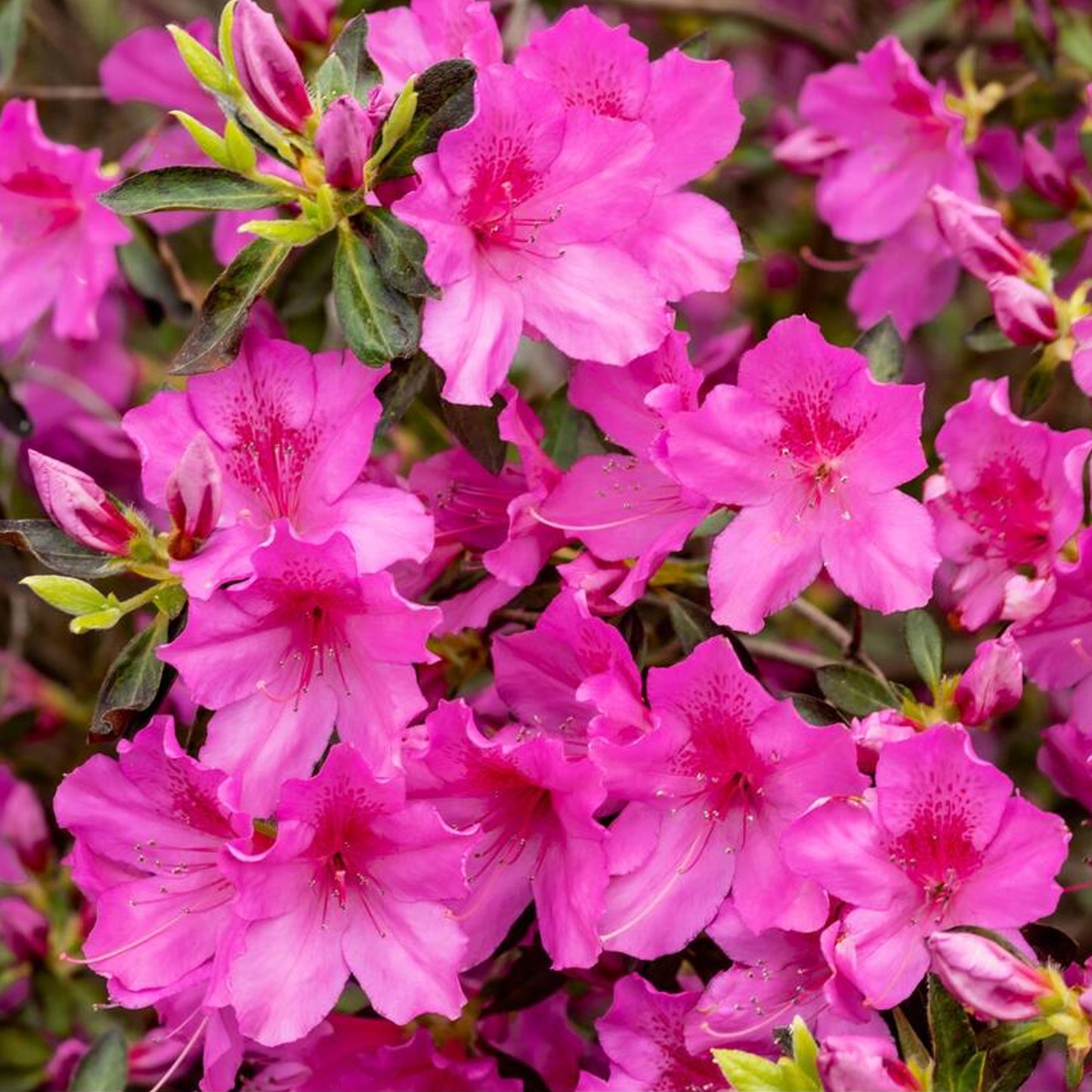 Azalea Pink (9cm, Pack of 2)