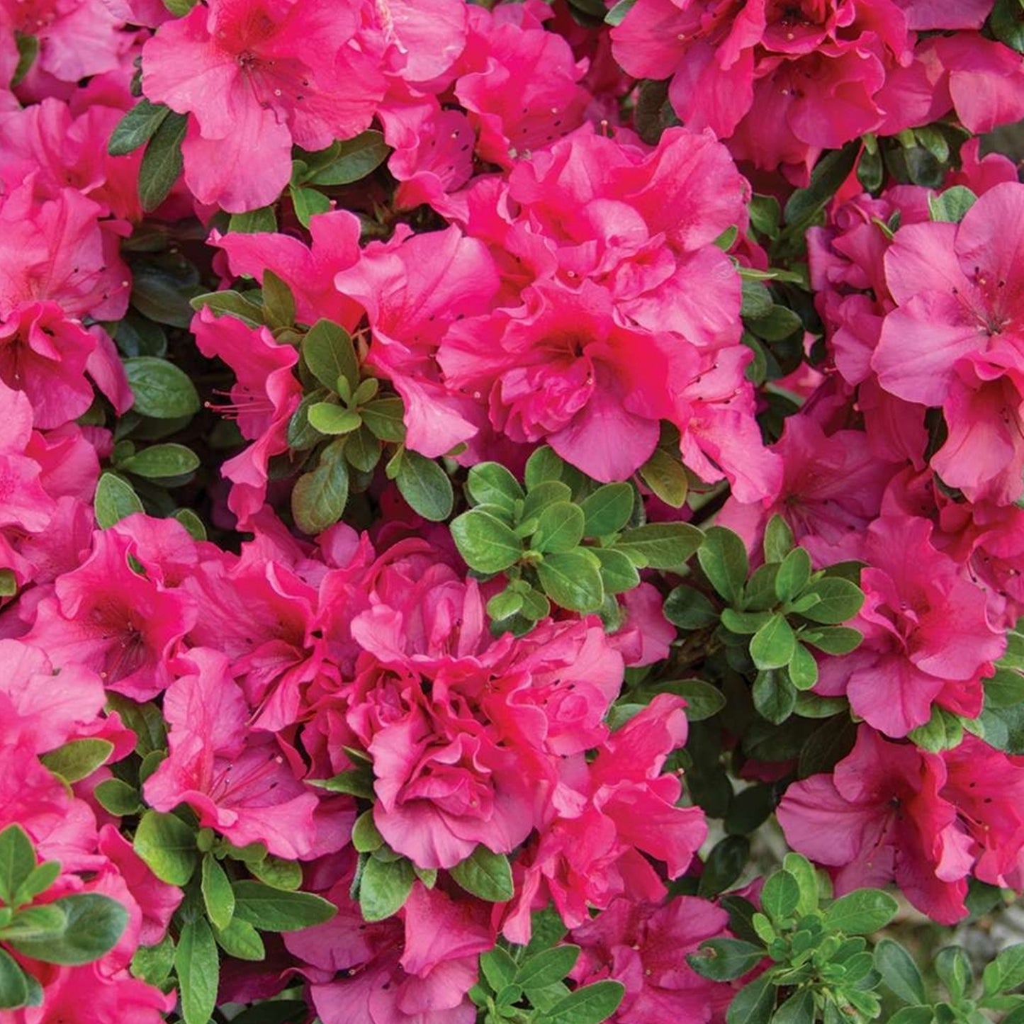 Azalea Pink (9cm, Pack of 2)