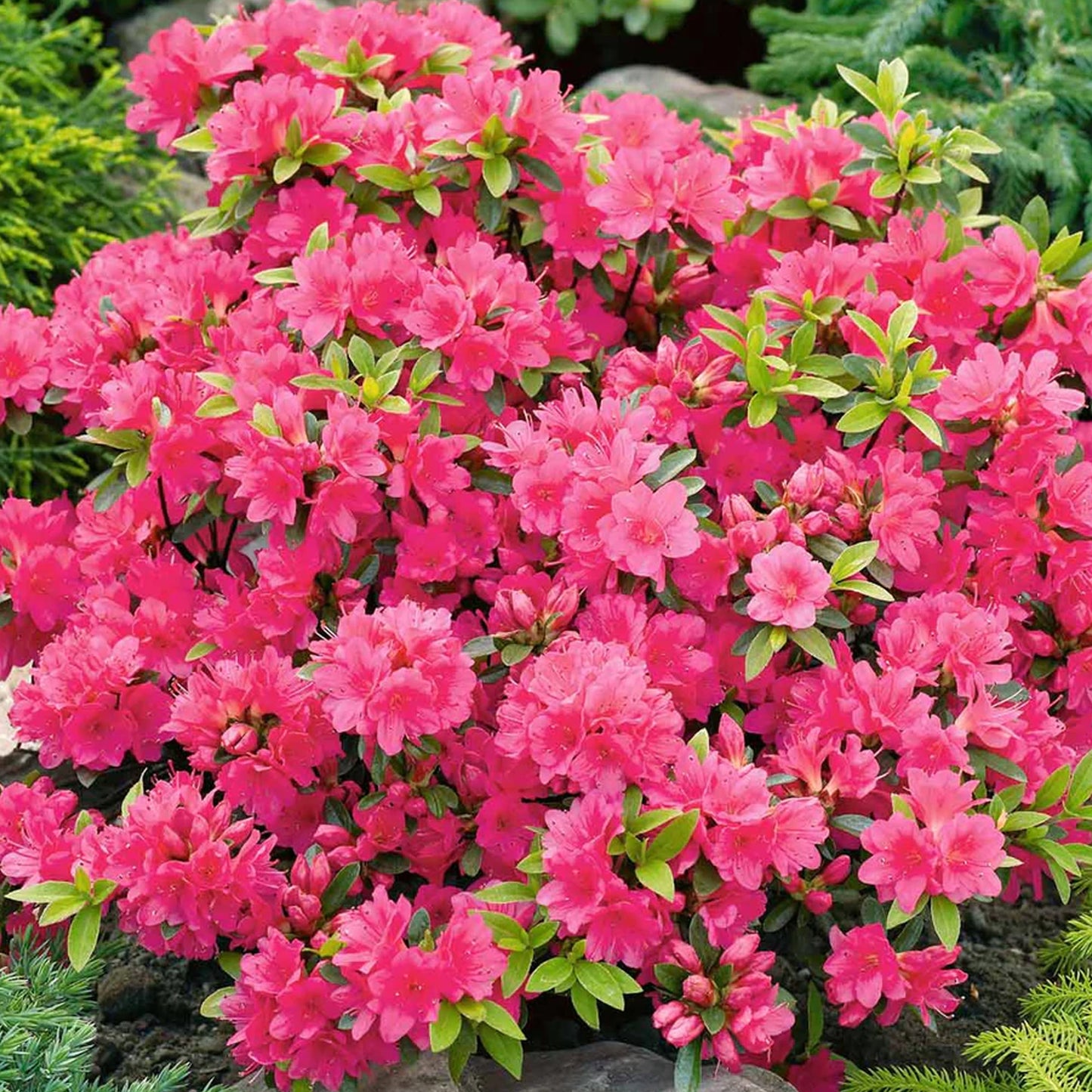 Azalea Pink (9cm, Pack of 2)