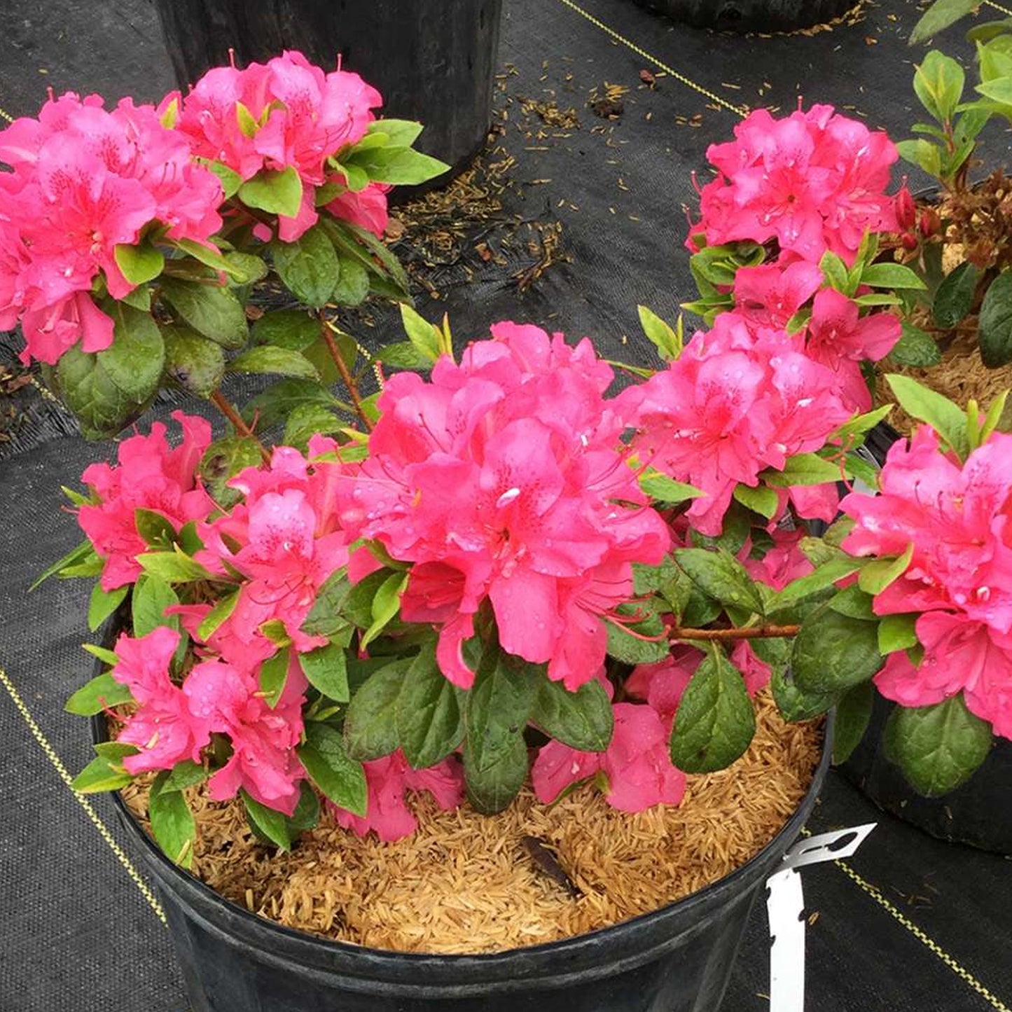 Azalea Pink (9cm, Pack of 2)