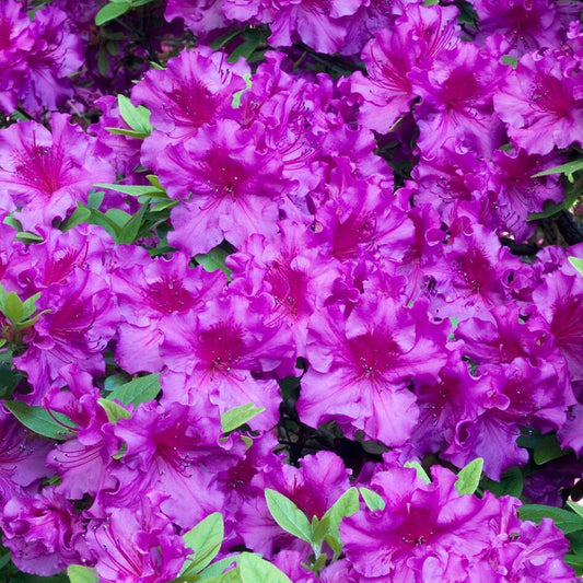 Azalea Purple (9cm, Pack of 2)