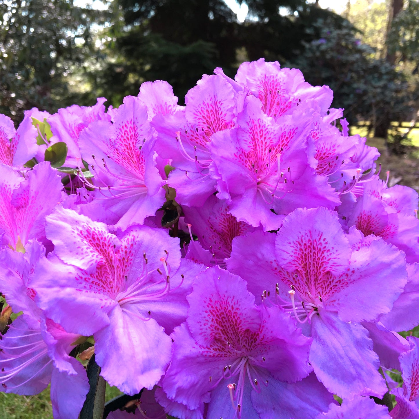 Azalea Purple (9cm, Pack of 2) – 247plants