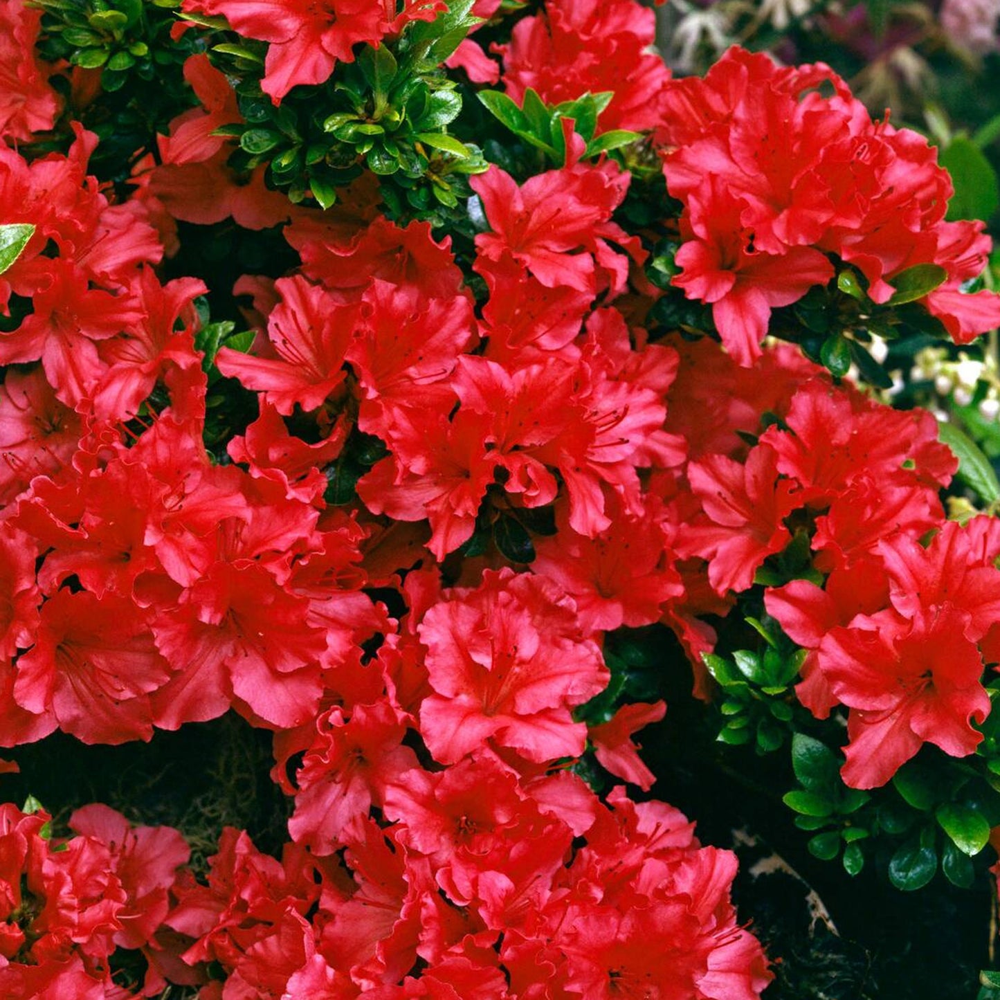 Azalea Red (9cm, Pack of 2)