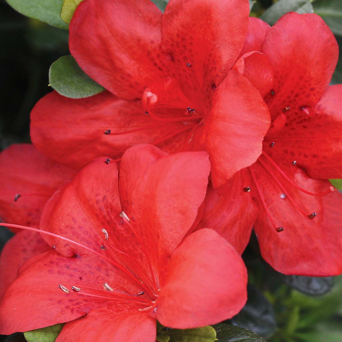 Azalea Red (9cm, Pack of 2)