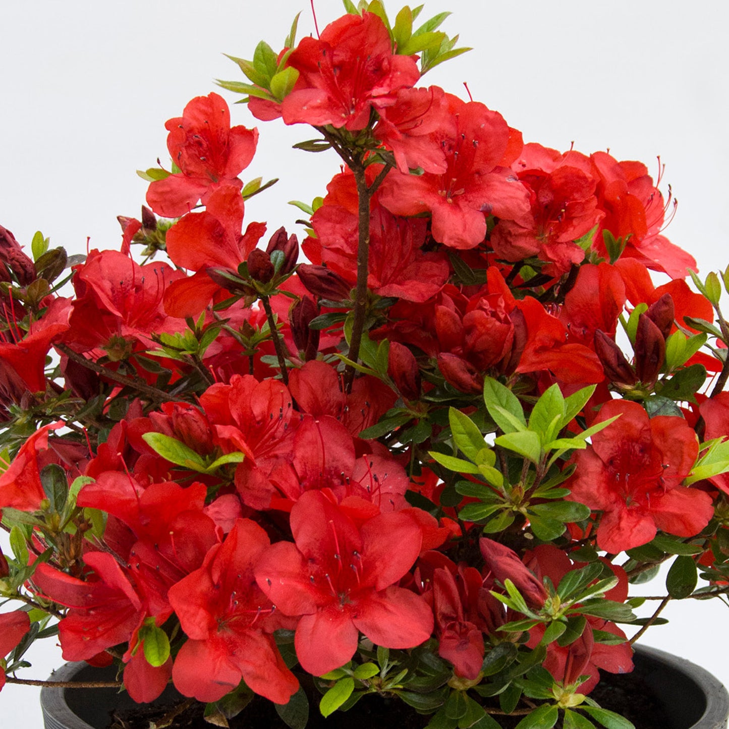 Azalea Red (9cm, Pack of 2)