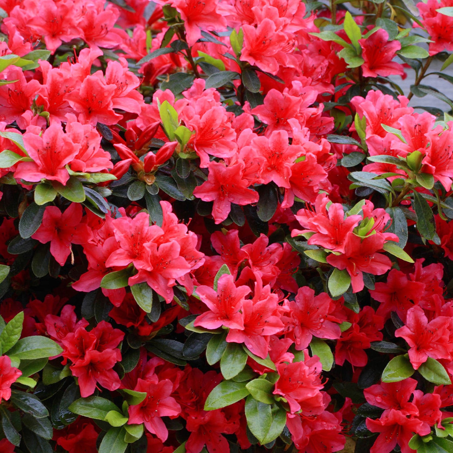 Azalea Red (9cm, Pack of 2)