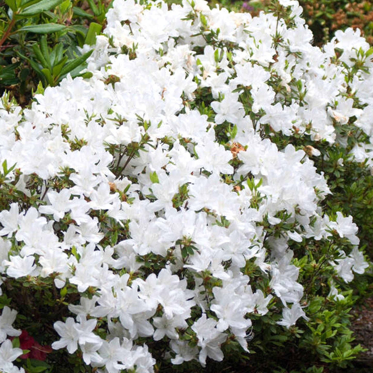 Azalea White (9cm, Pack of 2)