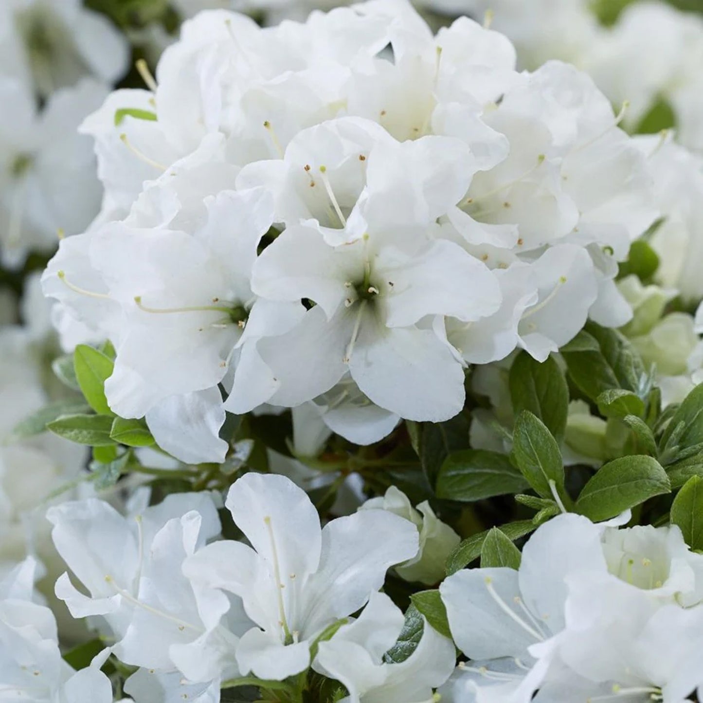 Azalea White (9cm, Pack of 2)