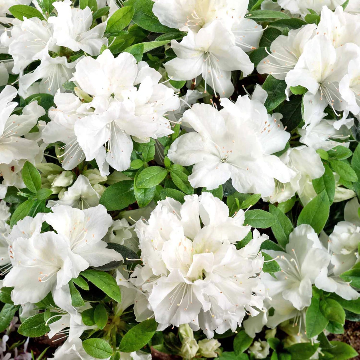 Azalea White (9cm, Pack of 2)