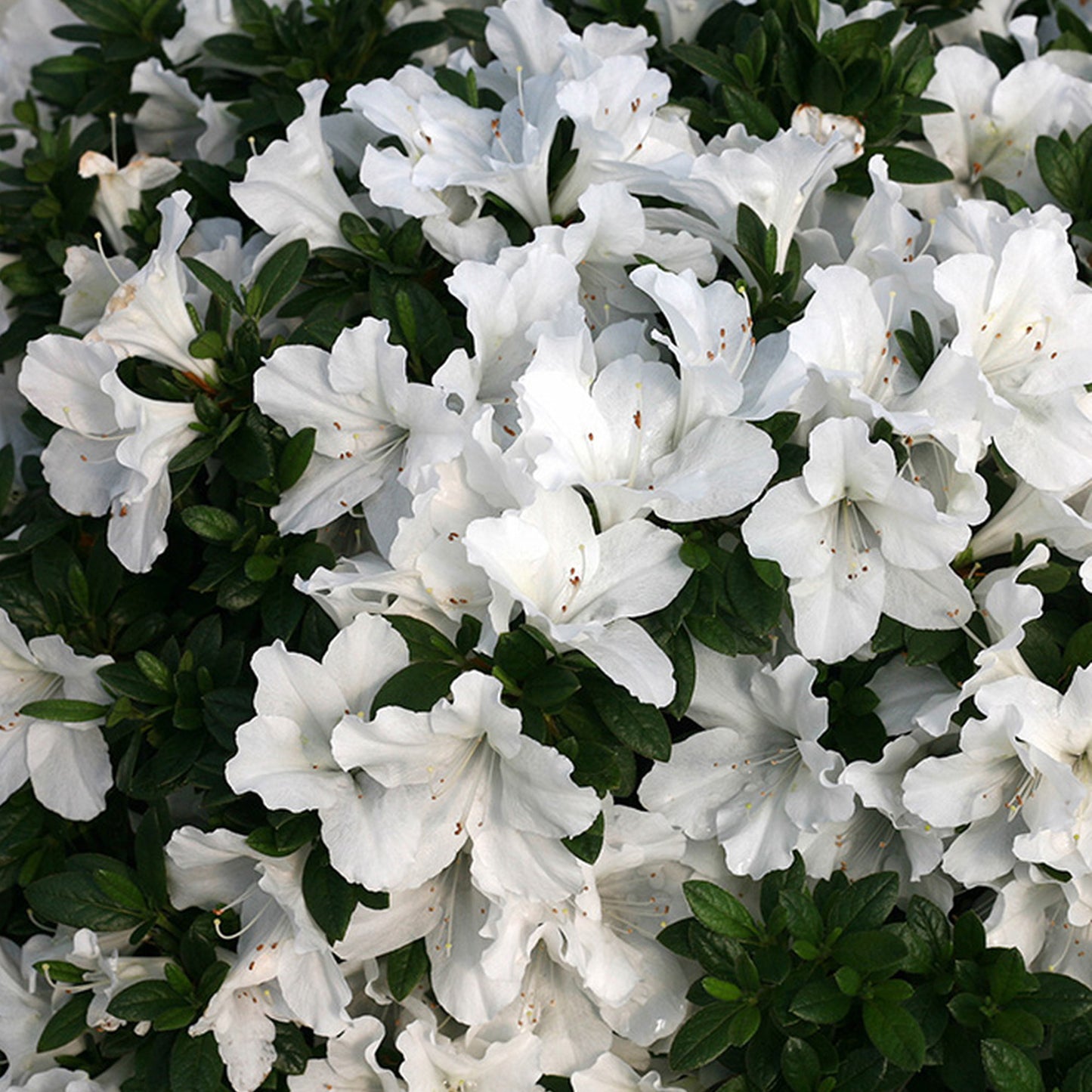 Azalea White (9cm, Pack of 2)