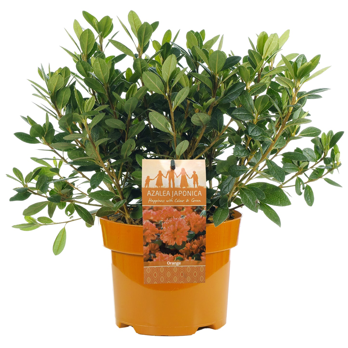 Azalea Orange (2L)