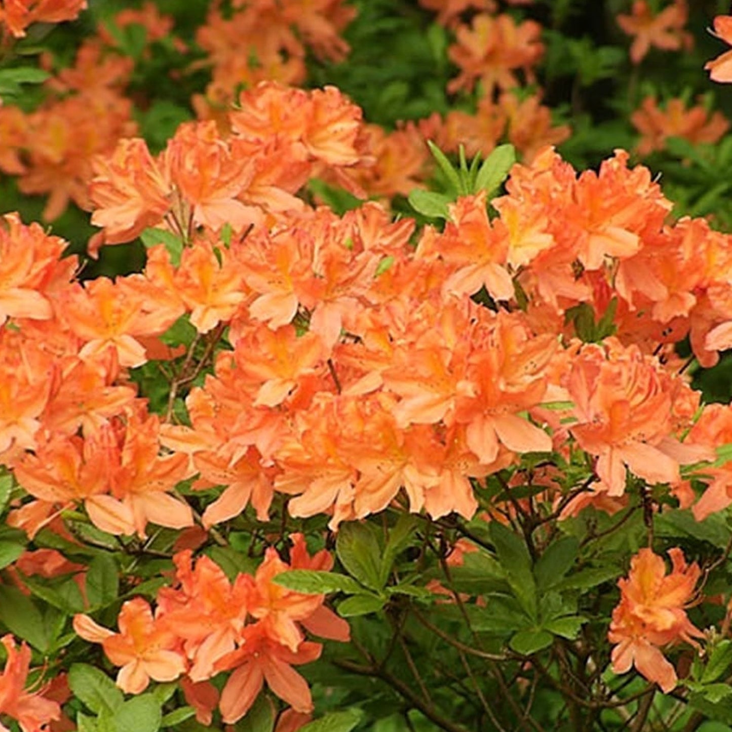 Azalea Orange (2L)