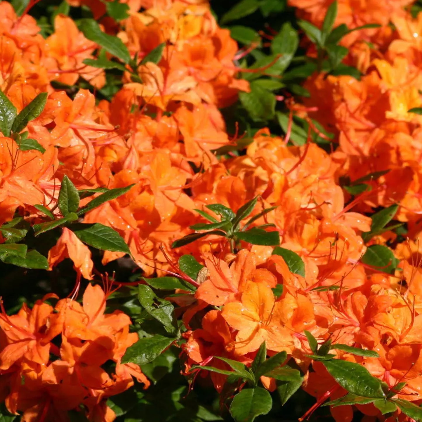 Azalea Orange (2L)